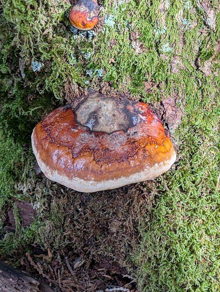 Fomitopsis mounceae · March 2026 · photo: © frondsinhighplaces (iNaturalist, cc-by)