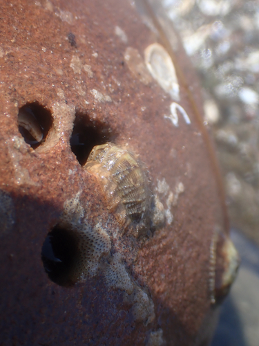 Porifera observed 2026-03-27