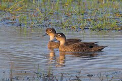 Andaman Teal photo 3