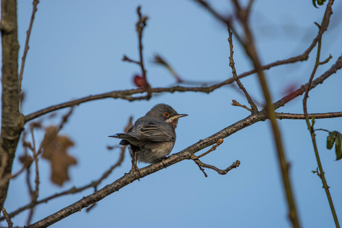 Curruca carrasqueña oriental (Curruca cantillans)