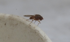 Gitona distigma