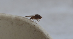 Gitona distigma