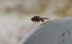 Gitona distigma