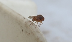 Gitona distigma