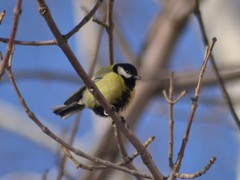 Parus major