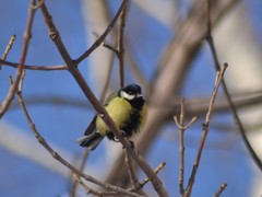Parus major
