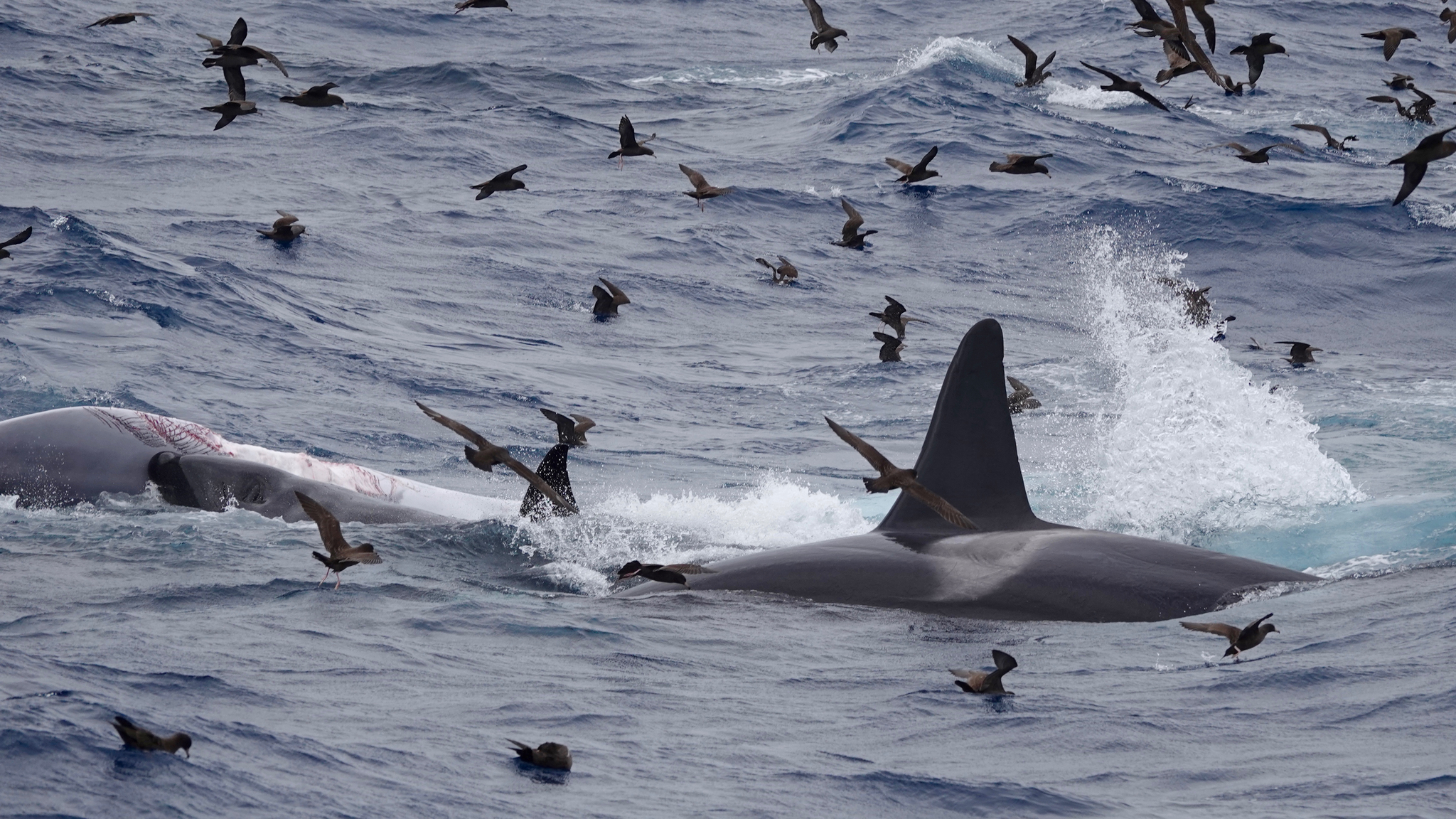 Balaenoptera physalus