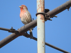 Haemorhous mexicanus