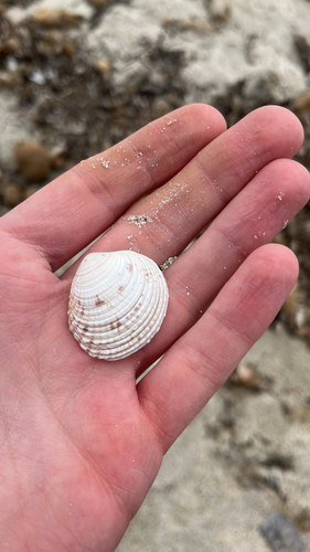 Venus verrucosa