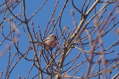Carpodacus sibiricus