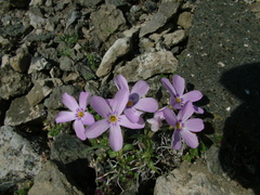 Phlox sibirica
