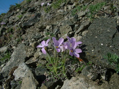 Phlox sibirica