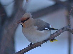 Bombycilla garrulus