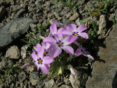 Phlox sibirica