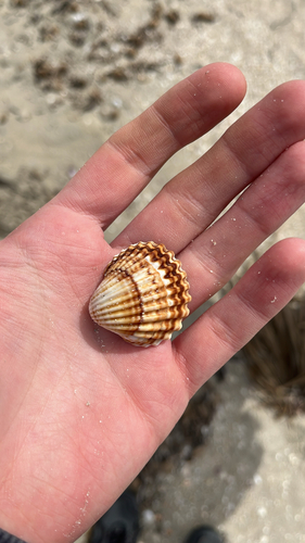 Acanthocardia tuberculata