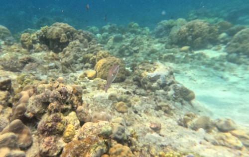 Scarus forsteni