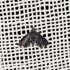 Drosophantis caeruleata