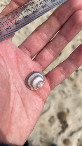Glycymeris nummaria