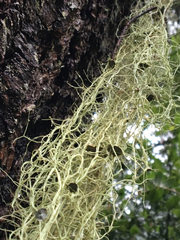 Usnea ceratina