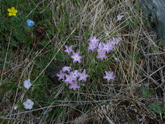 Phlox sibirica