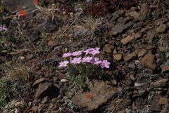 Phlox sibirica