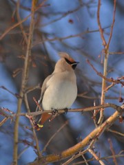 Bombycilla garrulus