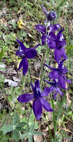 Zigzag Larkspur (Delphinium patens)