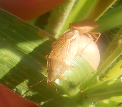 Menestheus mcphersoni