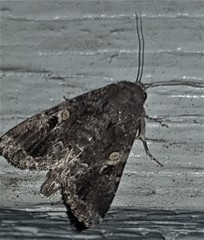 Spodoptera umbraculata