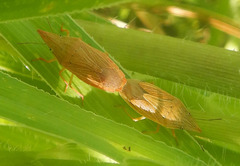 Menestheus mcphersoni