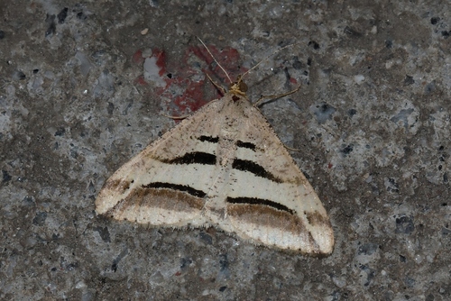 Triple-stripe Peacock