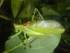 Hexacentrus mundurra