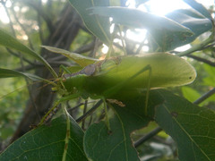 Hexacentrus mundurra