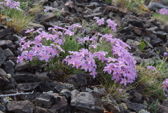 Phlox sibirica