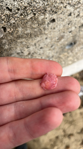 Spondylus gaederopus