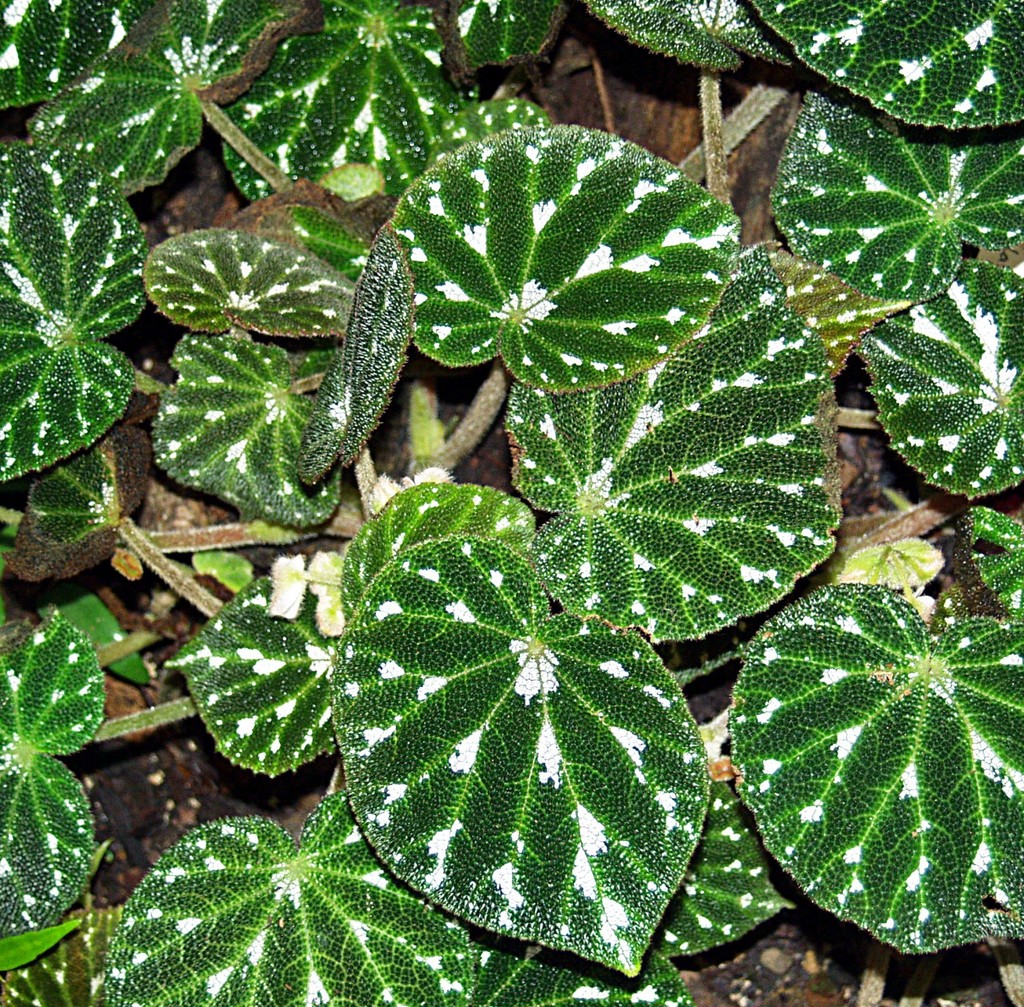 Bégonia pustulé (Begonia pustulata)