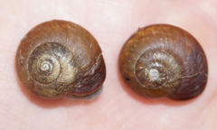Mesomphix vulgatus