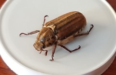 Anoxia matutinalis