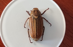Anoxia matutinalis