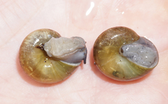 Mesomphix vulgatus