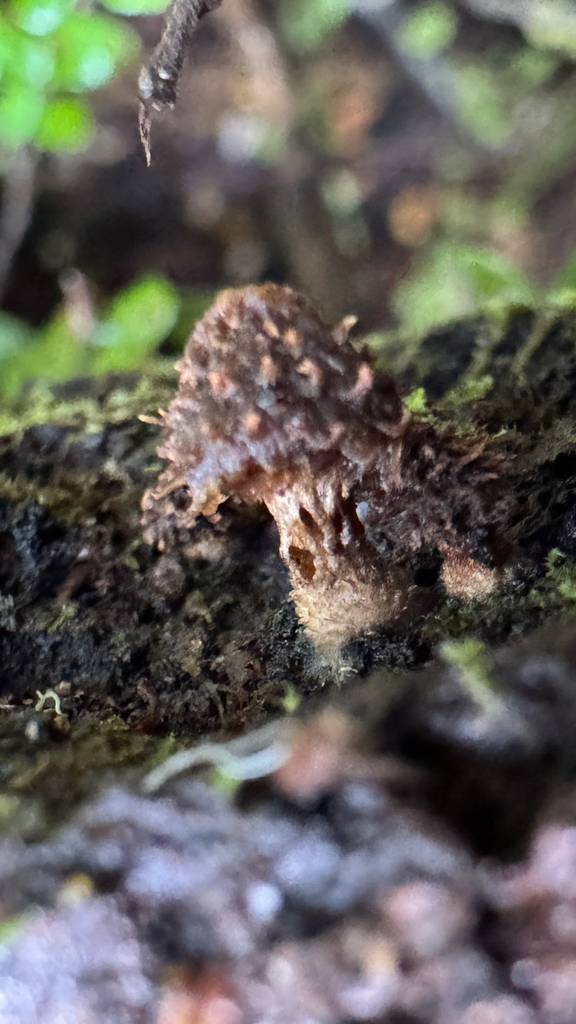 Psathyrella echinata · March 2026 · photo: © frankashwood (iNaturalist, cc-by)