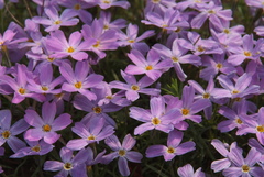 Phlox sibirica