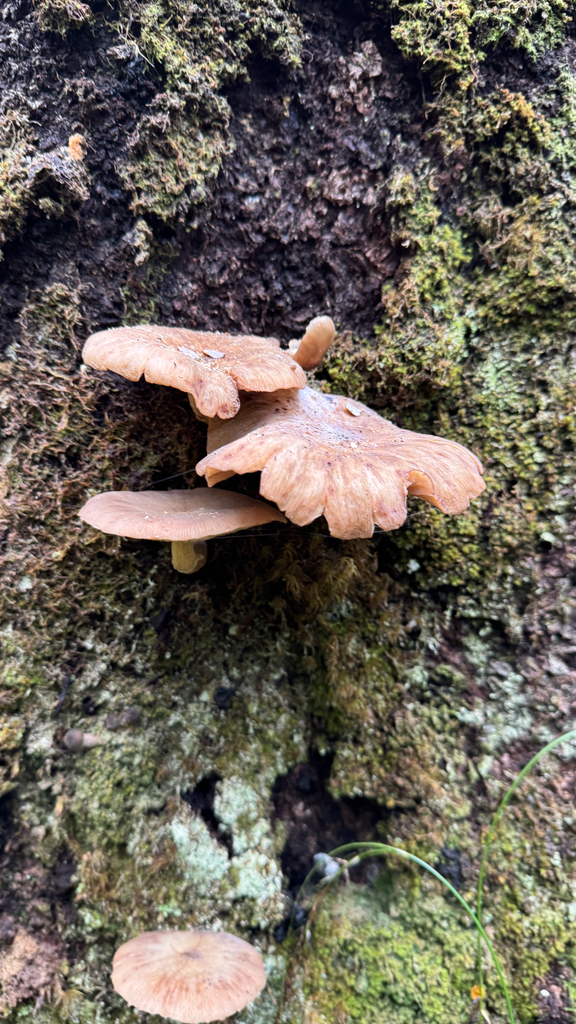 Armillaria novae-zelandiae · March 2026 · photo: © frankashwood (iNaturalist, cc-by)
