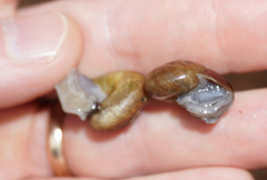 Mesomphix vulgatus