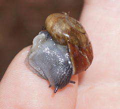 Mesomphix vulgatus