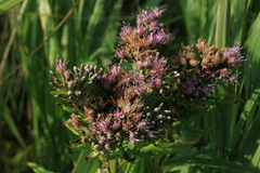 Saussurea acuminata sachalinensis