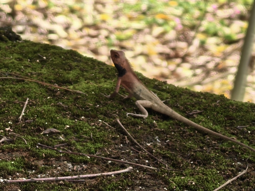 Wang’s Garden Lizard