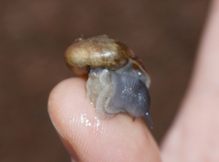 Mesomphix vulgatus