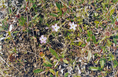 Phlox sibirica