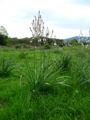 Asphodelus ramosus ramosus